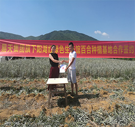 为全面推进12博官网阳湖红绿色生态馆，打造龙城最大的绿色农产品供应基地。7月22日早晨，艳阳高照，12博官网阳湖红绿色生态馆与宜兴百合种植八大家之一的潘氏百合种植基地合作，推进绿色农产品签约仪式在宜兴举行。12博官网阳湖红绿色生态馆项目负责人黄贤萍、潘氏百合种植基地潘先生等有关负责人出席签约仪式，潘先生的百合种植基地也正式成为12博官网集团阳湖红生态百合种植基地！